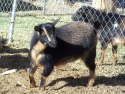goats feb 9 2012 016.JPG?1330038702184